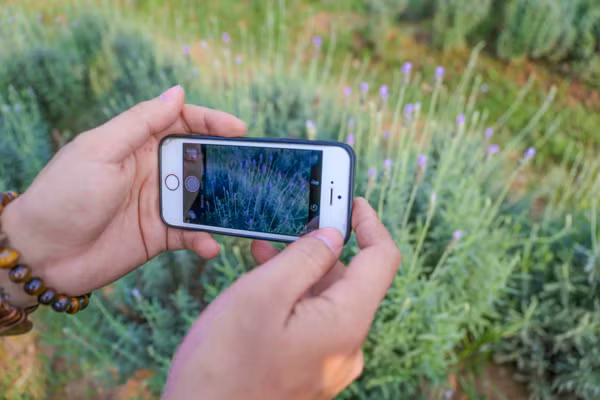 Vườn oải hương gần 2.000m2 - điểm check-in mới toanh hút giới trẻ Hà Nội ảnh 12