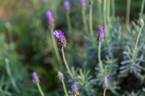 Vườn oải hương gần 2.000m2 - điểm check-in mới toanh hút giới trẻ Hà Nội ảnh 8 Vườn oải hương gần 2.000m2 - điểm check-in mới toanh hút giới trẻ Hà Nội ảnh 8