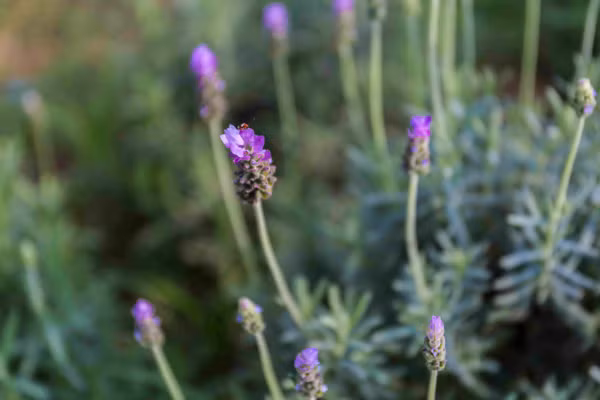 Vườn oải hương gần 2.000m2 - điểm check-in mới toanh hút giới trẻ Hà Nội ảnh 8