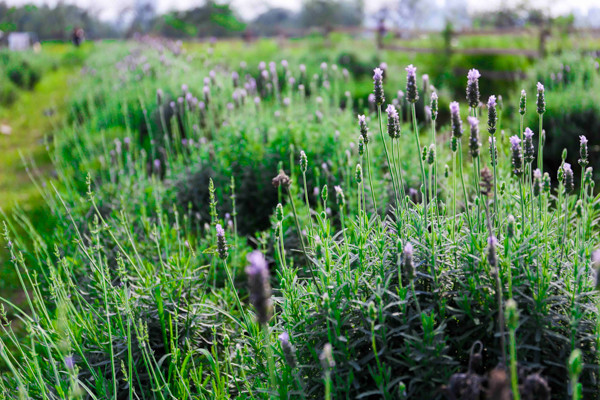 Vườn oải hương gần 2.000m2 - điểm check-in mới toanh hút giới trẻ Hà Nội ảnh 2 Vườn oải hương gần 2.000m2 - điểm check-in mới toanh hút giới trẻ Hà Nội ảnh 2