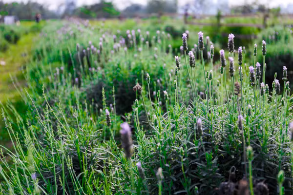 Vườn oải hương gần 2.000m2 - điểm check-in mới toanh hút giới trẻ Hà Nội ảnh 2