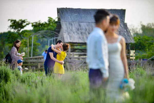 Vườn oải hương gần 2.000m2 - điểm check-in mới toanh hút giới trẻ Hà Nội ảnh 10