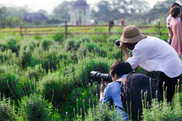 Vườn oải hương gần 2.000m2 - điểm check-in mới toanh hút giới trẻ Hà Nội ảnh 13 Vườn oải hương gần 2.000m2 - điểm check-in mới toanh hút giới trẻ Hà Nội ảnh 13