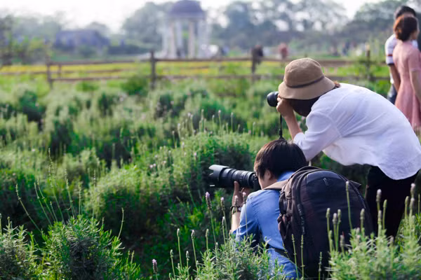 Vườn oải hương gần 2.000m2 - điểm check-in mới toanh hút giới trẻ Hà Nội ảnh 13