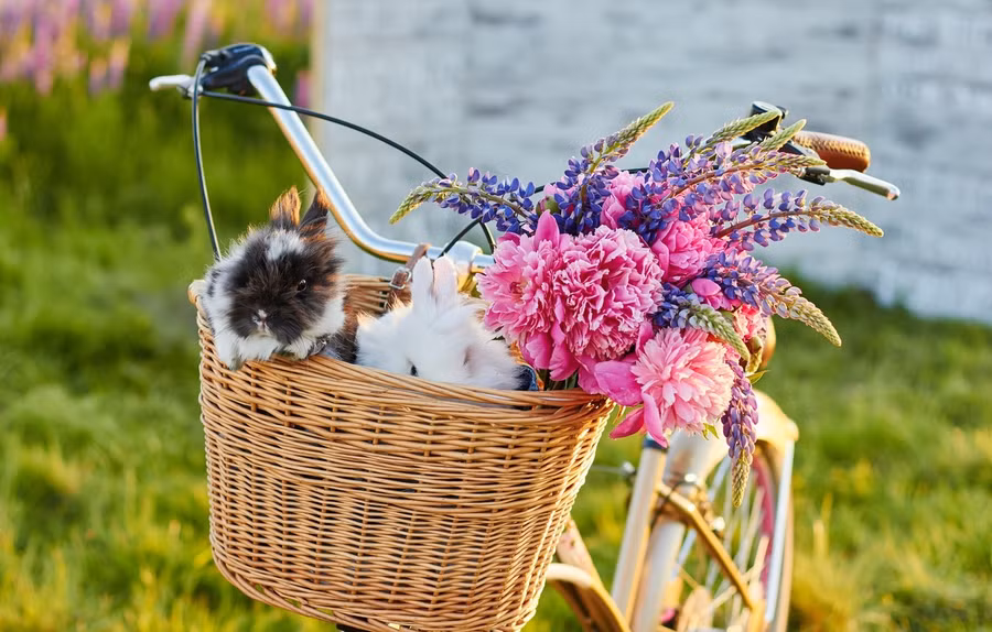 Top 4 con giáp may mắn nhất tuần mới