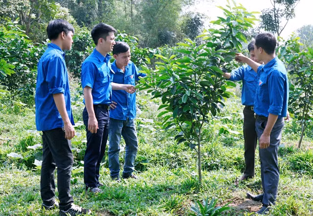 Trần Anh Đức (ngoài cùng bên phải) hướng dẫn quy trình chăm sóc vườn bưởi da xanh tới các đoàn viên thnah niên trong chi đoàn