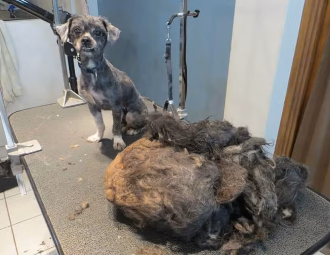 Tưởng quái vật, đội cứu hộ sửng sốt khi phát hiện ra sự thật - Ảnh 5.