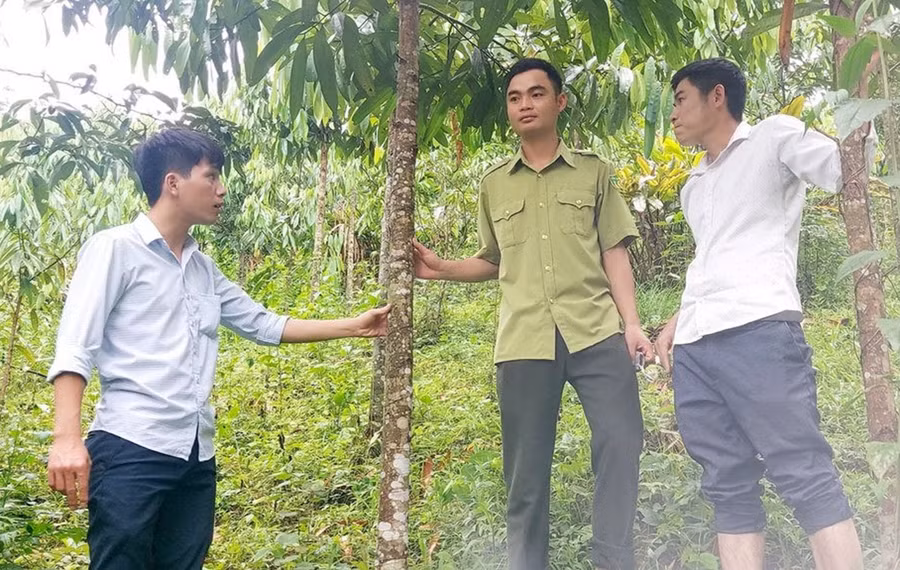 Cán bộ Khu bảo tồn thiên nhiên Pù Hoạt hỗ trợ người dân phát triển cây quế.