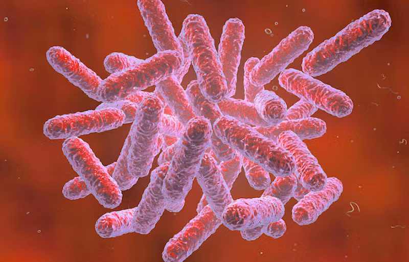 Bệnh Whitmore là bệnh truyền nhiễm nguy hiểm cấp tính. (Ảnh: Minh hoạ)