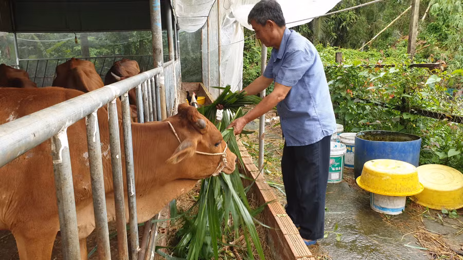 Mô hình nuôi bò đang cho gia đình ông Tạo lợi nhuận cao