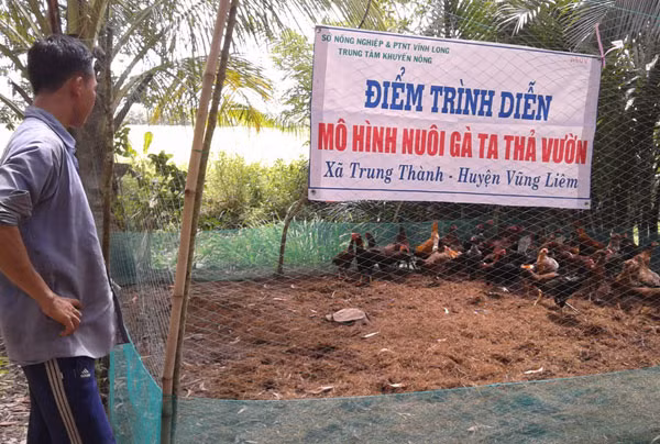 Mô hình nuôi gà ta thả vườn giúp nhiều hộ dân ở Vũng Liêm thoát nghèo. 