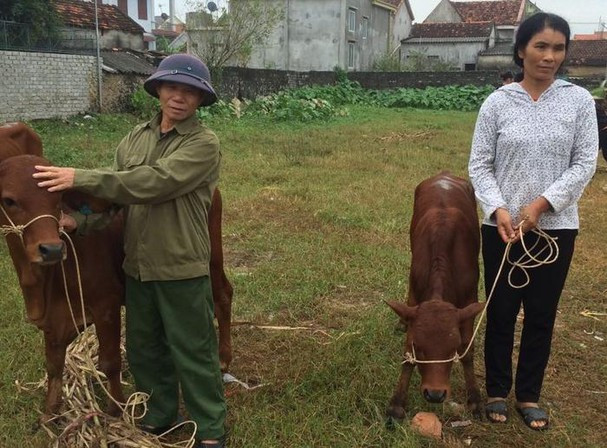 Hộ nghèo được hỗ trợ giống bê sinh sản để phát triển kinh tế gia đình.