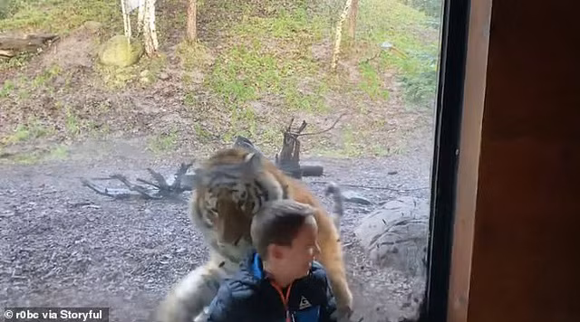 Cậu bé sợ hãi sau màn vồ hụt của con hổ.