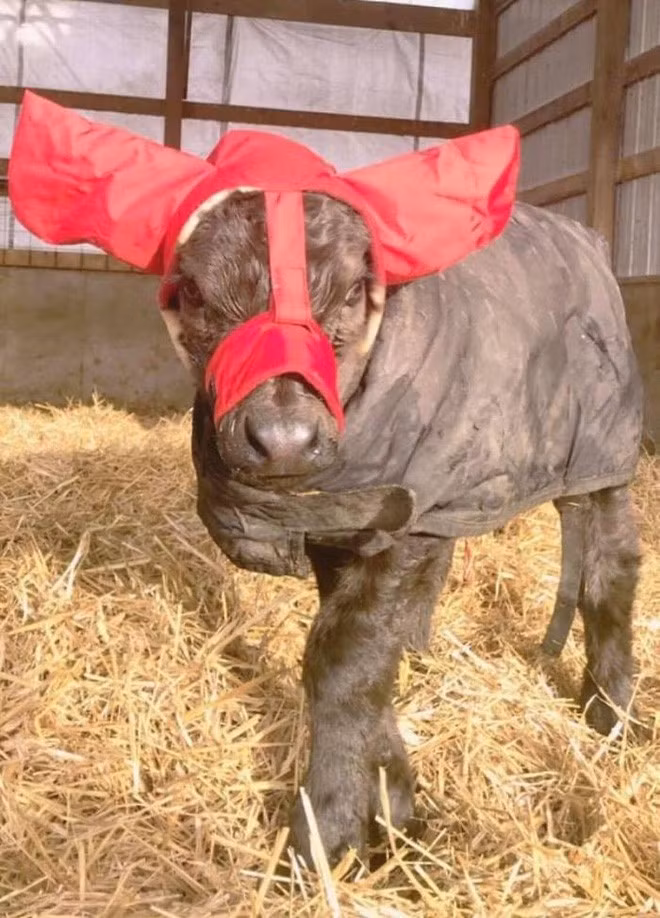 Phiên bản màu đỏ chân quê