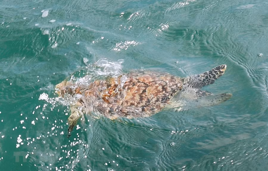 Một cá thể đồi mồi quý hiếm được thả về biển. (Ảnh minh họa: Hồng Hiếu/TTXVN)