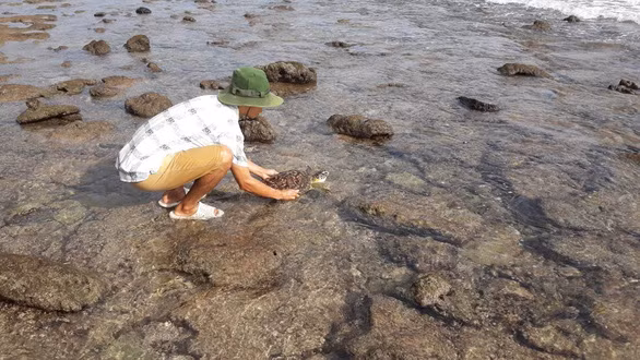 Kiểm lâm Vườn quốc gia Côn Đảo thả rùa về biển - Ảnh: Kiểm lâm cung cấp