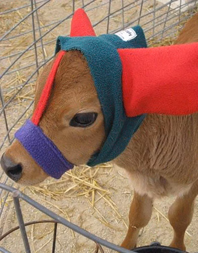 Còn đây là con tuần lộc chứ không phải con bê nữa rồi