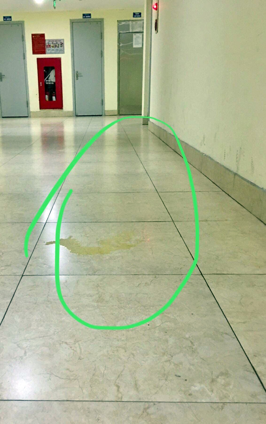 Chó đi vệ sinh ở hành lang chung cư (Ảnh: Nhân vật cung cấp) Sự cố đêm muộn khiến vợ chồng trẻ ‘tháo chạy’ khỏi chung cư