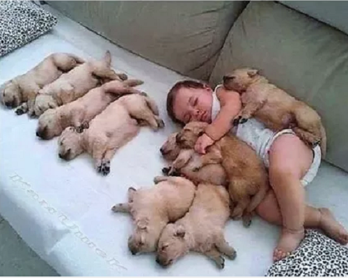 Nhà em có nuôi một đàn lợn.