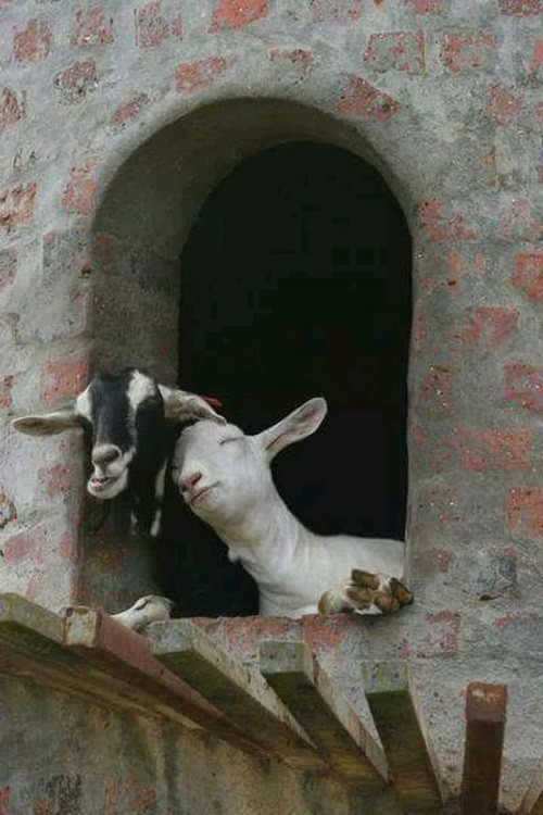 Tình yêu không phân biệt màu lông.