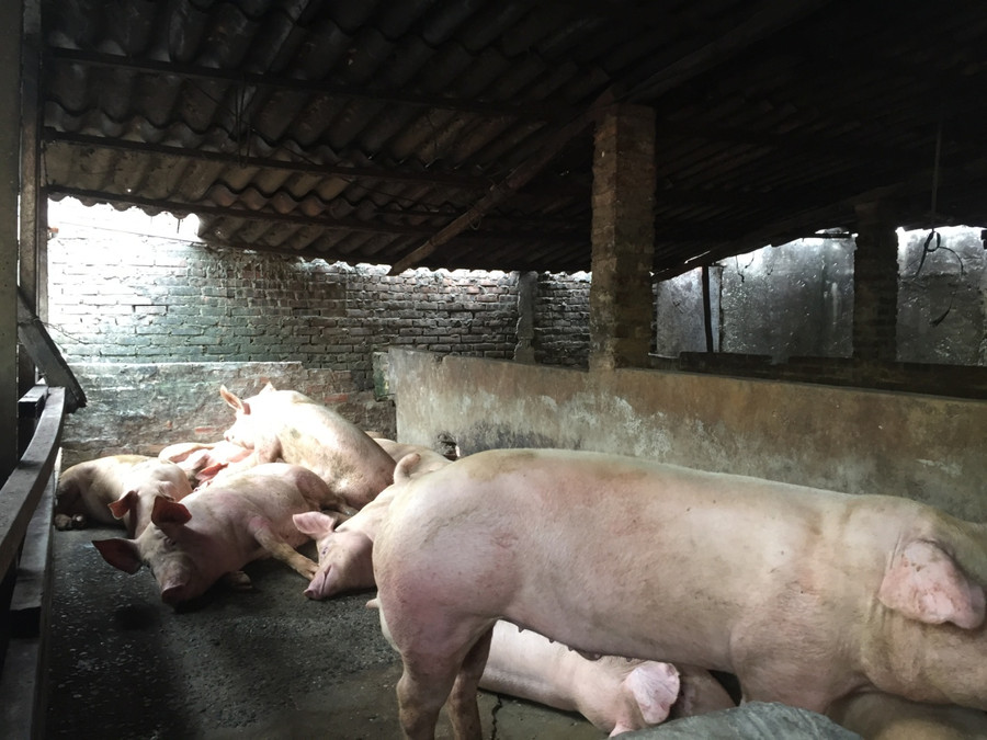 Thường xuyên vệ sinh, phun hóa chất tiêu độc khử trùng khu vực chuồng trại, người chăn nuôi và phương tiện ra vào khu vực Thường xuyên vệ sinh, phun hóa chất tiêu độc khử trùng khu vực chuồng trại, người chăn nuôi và phương tiện ra vào khu vực