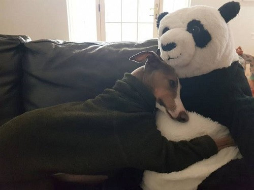 Ai cũng cần có gấu.