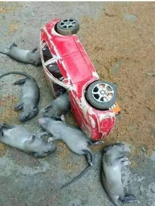 Tai nạn thảm khốc của gia đình nhà chuột. Tai nạn thảm khốc của gia đình nhà chuột.
