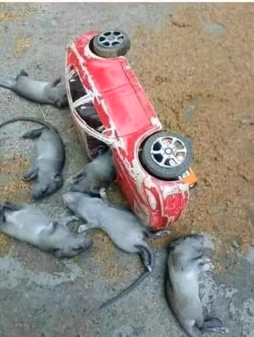 Tai nạn thảm khốc của gia đình nhà chuột.