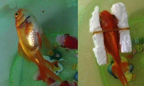 Cách cứu cá bơi ngửa. Cách cứu cá bơi ngửa.