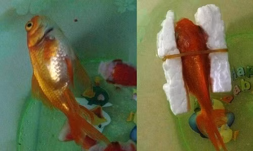 Cách cứu cá bơi ngửa.