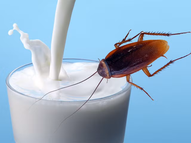 dac san sua gian ngon va bo gap 3 lan sua bo, nhung vat sua gian kieu gi? hinh anh 3