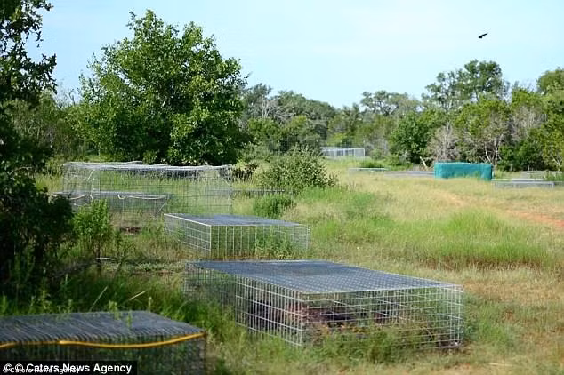 quoc gia tinh chuyen mo “trang trai xac chet” dau tien hinh anh 2