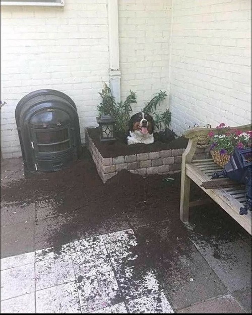 Tan hoang cửa nhà vì cún cưng.