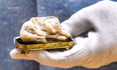 Khối ngọc trai Sư tử ngủ say tại nhà đấu giá Venduehuis, Hà Lan. Ảnh: AFP.