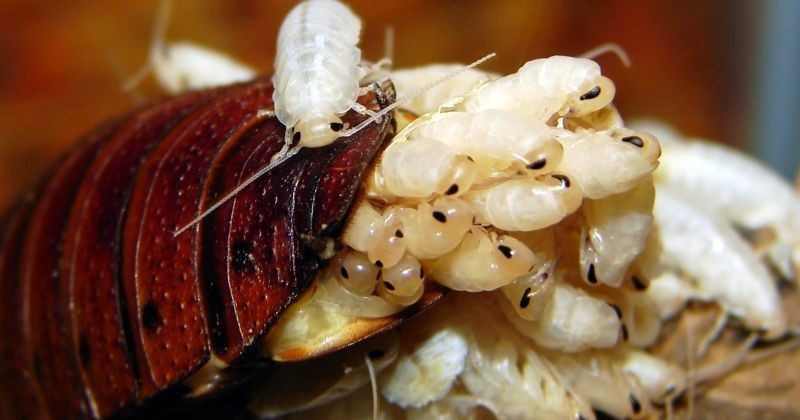 Đặc sản sữa gián ngon và bổ gấp 3 lần sữa bò, nhưng vắt sữa gián kiểu gì? hình ảnh 2 dac san sua gian ngon va bo gap 3 lan sua bo, nhung vat sua gian kieu gi? hinh anh 2