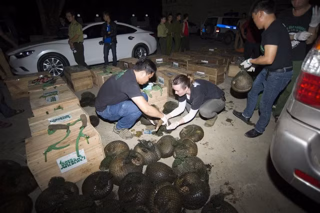 Cứu hộ 74 cá thể tê tê tại Thanh Hóa năm 2018