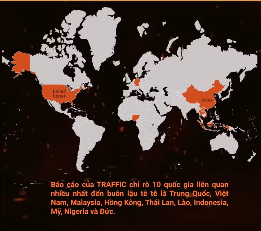 Tê tê loài sinh vật kỳ diệu đang trên bờ tuyệt chủng ảnh 4