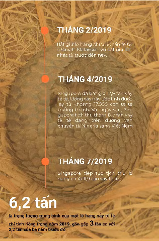 Tê tê loài sinh vật kỳ diệu đang trên bờ tuyệt chủng ảnh 3