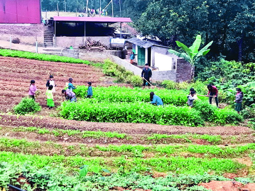Thầy trò chăm sóc vườn rau, cải thiện bữa ăn bán trú. Ảnh: Nhà trường cung cấp Thầy trò chăm sóc vườn rau, cải thiện bữa ăn bán trú. Ảnh: Nhà trường cung cấp