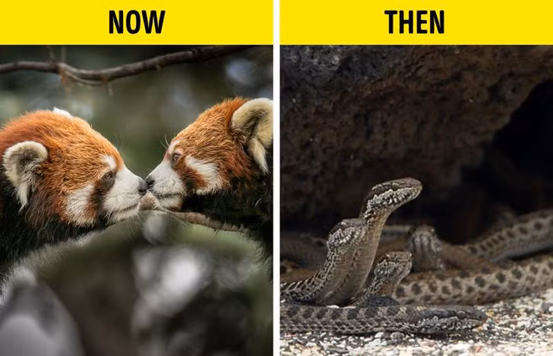 Gia tăng các loài động vật máu lạnh...