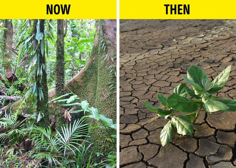 Khô cằn xuất hiện nhiều nơi...