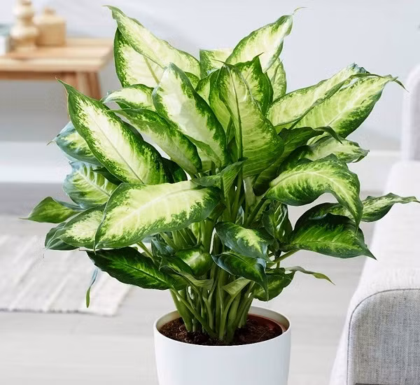 Trồng những loại cây này đúng chỗ, tài lộc tự nhiên kéo đến ảnh 1