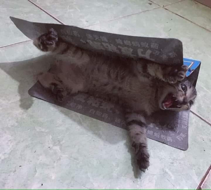Sao lại bẫy tôi. Sao lại bẫy tôi.