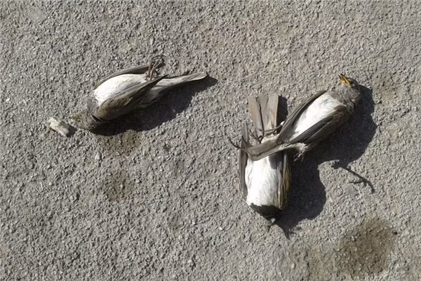 Mưa chim: Tháng 03/2010, hơn 100 con sáo đá từ trên trời rơi xuống một khu vườn ở vùng Coxley, Somerset, nước Anh, và nằm chết ngổn ngang trên mặt đất, mỏ rỉ máu và chân co quắp. Một số con còn sống thì thoi thóp thở, đập cánh yếu ớt và trông rất hoảng sợ cho đến khi người ta tiêm thuốc để chúng chết đi. Các chuyên gia nhận định bầy chim này có thể bị một con chim lớn săn đuổi và đổi hướng đột ngột, đâm đầu xuống đất. Những cơn mưa chim tương tự cũng từng diễn ra nhiều lần trên khắp thế giới.