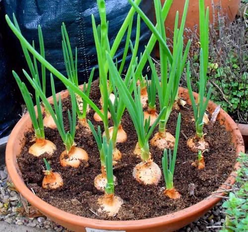 3 cách trồng hành lá đơn giản ngay tại nhà