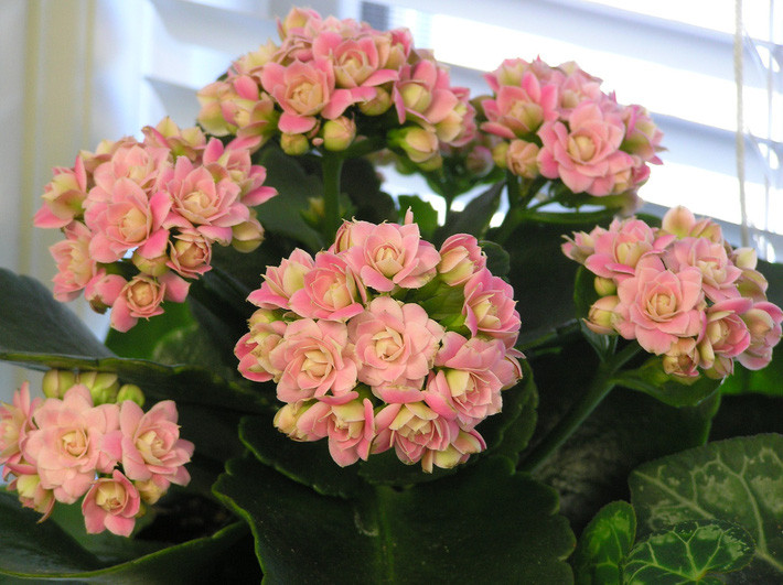 the-pink-double-flowering-variety-of-kalanchoe-k the-pink-double-flowering-variety-of-kalanchoe-k