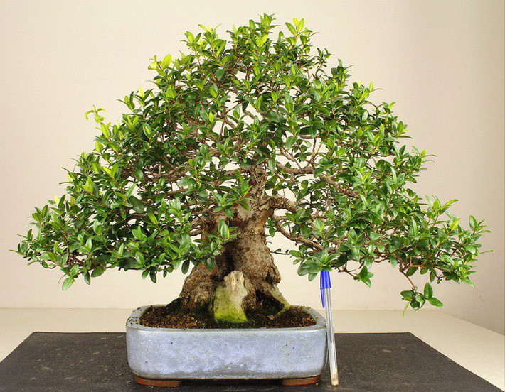 myrtus-communis-a00392-15628392400601206649295 myrtus-communis-a00392-15628392400601206649295