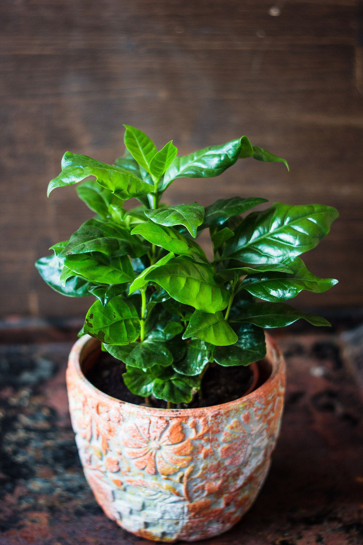 coffea-arabica-coffee-plant-in-a-flower-pot-royalty-free-image-909851626-1553277122 coffea-arabica-coffee-plant-in-a-flower-pot-royalty-free-image-909851626-1553277122