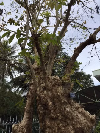Gốc cây bằng lăng rất to, ngọn cao khoảng 8 mét