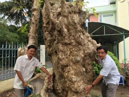 Cây bằng lăng cổ thụ “độc nhất” trên 250 tuổi